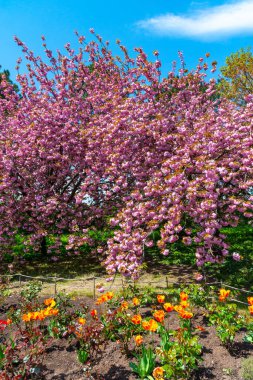Japon çiçekli kiraz ağacı. Botanik bahçesinde çiçek açan sakura ağacı, ön planda laleler.