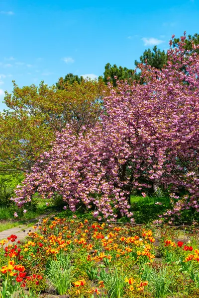 日本樱桃树开花结果植物园盛开的樱桃树 前景一片光明的郁金香 — 图库照片