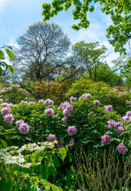 Odessa, Ukrayna 'da bir botanik bahçesinde çiçek açan ağaç şakayıkları.