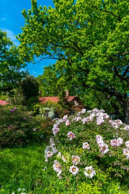 Odessa, Ukrayna 'da bir botanik bahçesinde çiçek açan ağaç şakayıkları.