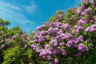 Odessa, Ukrayna 'da bir botanik bahçesinde çiçek açan leylak çalıları.