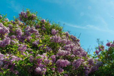 Odessa, Ukrayna 'da bir botanik bahçesinde çiçek açan leylak çalıları.