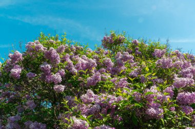 Odessa, Ukrayna 'da bir botanik bahçesinde çiçek açan leylak çalıları.