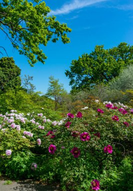 Odessa, Ukrayna 'da bir botanik bahçesinde çiçek açan ağaç şakayıkları.