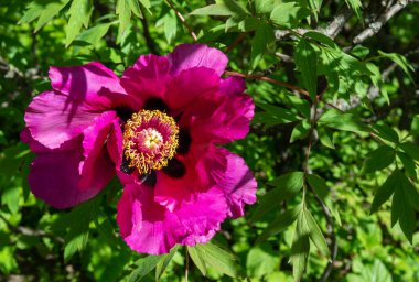 Ukrayna, Odessa 'da bir botanik bahçesinde çiçek açan ağaç şakayıklarına yakın çekim