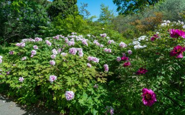 Odessa, Ukrayna 'da bir botanik bahçesinde çiçek açan ağaç şakayıkları.