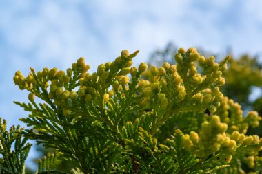 Thuja occidentalis - kuzey beyaz sedir, doğu beyaz sedir, veya arborvitae, Odessa, Ukrayna 'da bir botanik bahçesinde gökyüzüne karşı genç kozalaklı bir dal