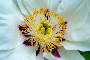 Ukrayna, Odessa 'da bir botanik bahçesinde çiçek açan ağaç şakayıklarına yakın çekim