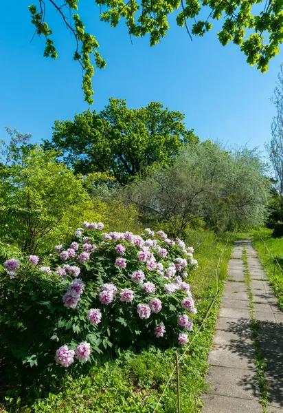 Flowering bushes of tree peony in a botanical garden in Odessa, Ukraine