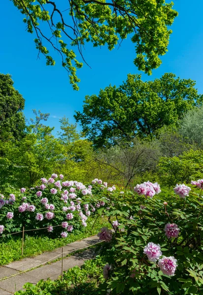 Flowering bushes of tree peony in a botanical garden in Odessa, Ukraine