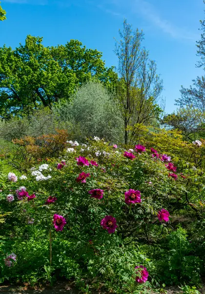 Flowering bushes of tree peony in a botanical garden in Odessa, Ukraine