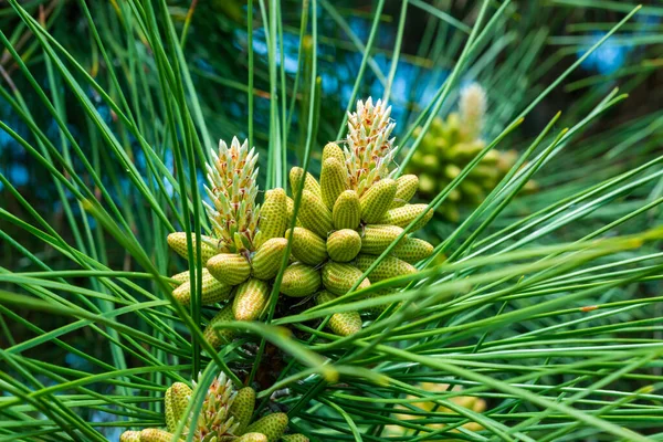 Young Cones Pine Tree Needle Leaves Botanical Garden Spring Ukraine — Stock Photo, Image