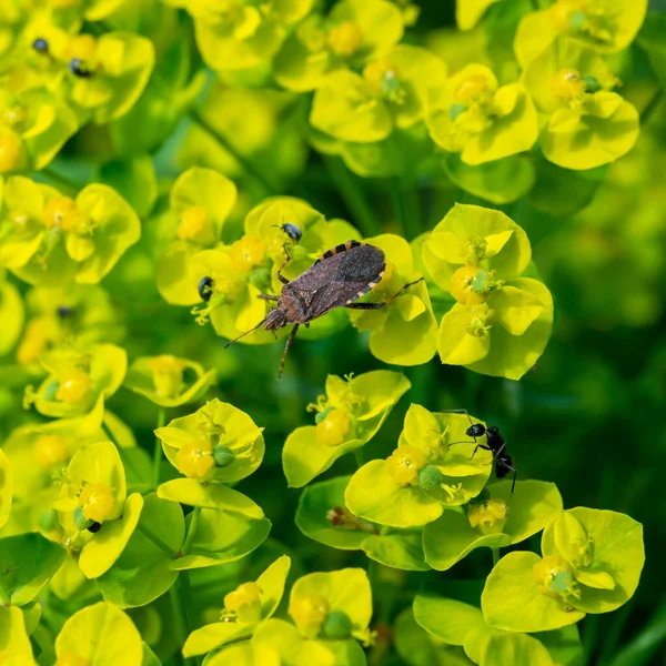 Punaise Herbivore Repéré Sur Les Fleurs Euphorbia Dans Jardin — Photo