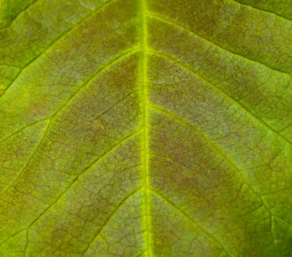 Retikuläre Blattvenation Struktur Des Blattes Höherer Pflanzen — Stockfoto