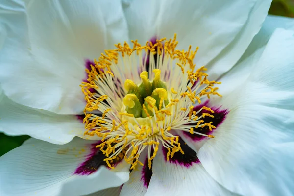 Gros Plan Sur Les Pivoines Arbres Fleurs Dans Jardin Botanique — Photo
