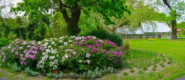 Flowering Bushes Tree Peony Botanical Garden Odessa Ukraine — Stock Photo, Image