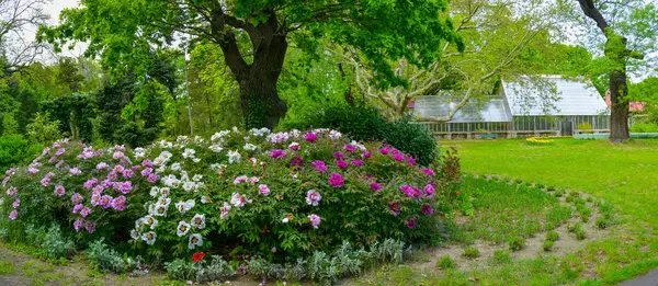 Flowering bushes of tree peony in a botanical garden in Odessa, Ukraine