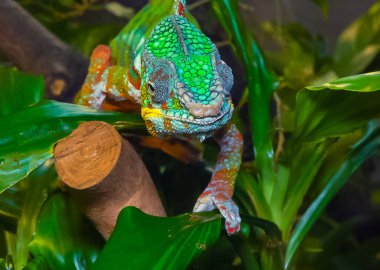 Zarif bukalemun (Chamaeleo gracilis), teraryumdaki heyecan sahnesinde çok renkli bukalemun.