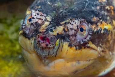 Yakın plan, kafa koparan kaplumbağa (Chelydra serpentina), teraryum