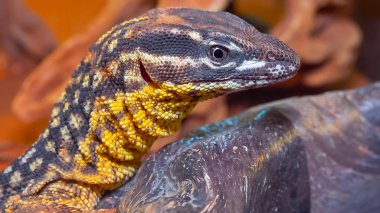 Dikenli monitör (Varanus acantburus), avı izliyor