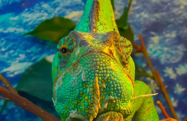 Chameleon Jemenský Kužel Hlava Chamaeleo Calyptratus — Stock fotografie