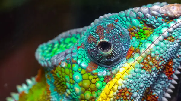 Elegantní Chameleon Chamaeleo Gracilis Pestrobarevný Chameleon Stadiu Vzrušení Teráriu — Stock fotografie