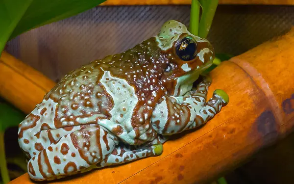 Mission Golden Eyed Tree Frog — Stock fotografie
