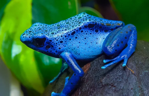 Blue Poison Dart Frog Blue Poison Arrow Frog Dendrobates Tinctorius — Stock Photo, Image