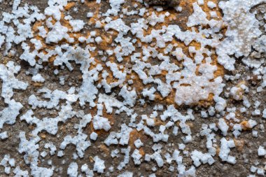 Kuruyan Kuyalnik Estuary, Ukrayna 'nın dibinde kendi kendine yükselen tuz (sodyum klorür) kristalleri kristalize edildi