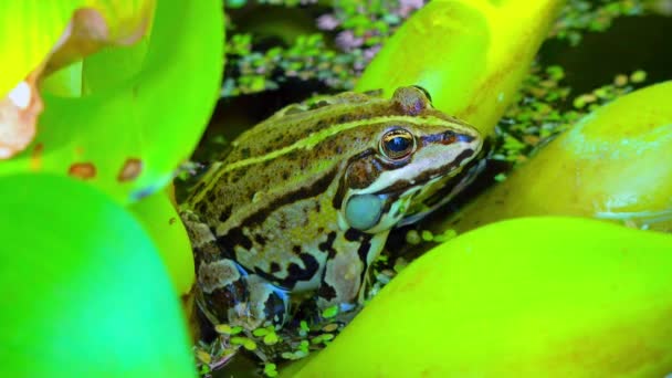 Pelophylax Ridibundus Bir Kurbağa Şarkı Söyler Bitkileri Arasındaki Bir Gölde — Stok video