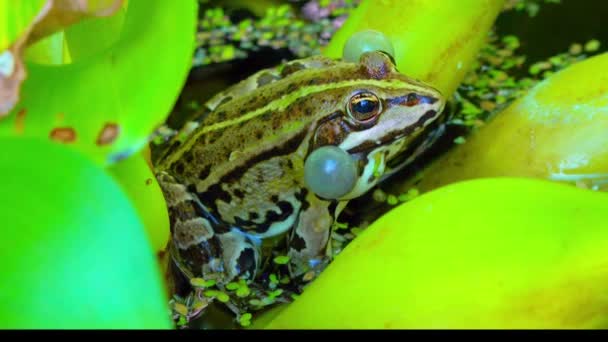 Pelophylax Ridibundus 개구리 사이의 호수에 자루를 — 비디오