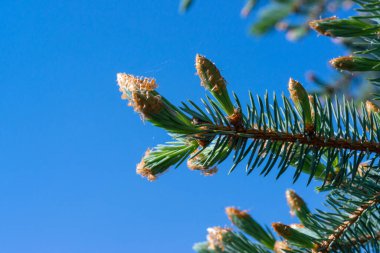 Bahçedeki mavi gökyüzünün arka planında büyüyen bir Noel ağacının genç dalları