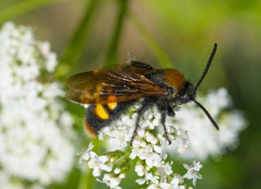 Büyük Scolia eşekarısı bir çiçeğin cildinde nektar toplar.