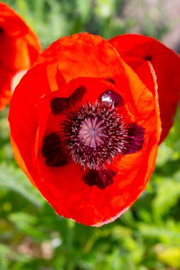 Odessa 'daki botanik bahçesinde kırmızı bahçe gelinciği, yakın plan, Ukrayna