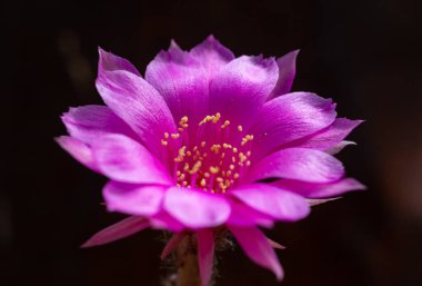 Echinocereus - Botanik bahçesindeki siyah bir arka planda parlak kırmızı veya kırmızı kaktüs çiçeği