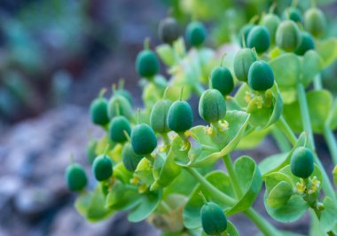 Euphorbia sp. Botanik bahçesindeki Euphorbia bahçesinin yeşil meyveleri, Odessa