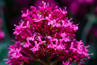 Centranthus ruber (spur valerian, kiss-me-quick, fox 's brush, Devil' s beard), koyu arkaplanda kırmızı çiçekleri olan cilt rengi.