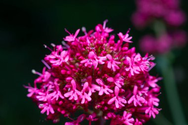 Centranthus ruber (spur valerian, kiss-me-quick, fox 's brush, Devil' s beard), koyu arkaplanda kırmızı çiçekleri olan cilt rengi.