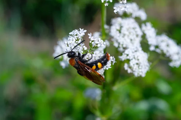 Grande Guêpe Scolia Recueille Nectar Sur Inflorescence Une Fleur — Photo