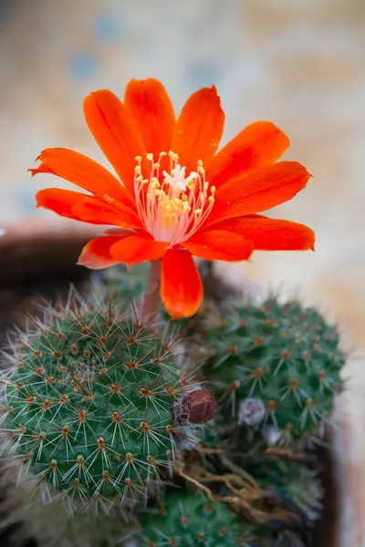 stock image Aylostera sp. - cactus blooming with red flowers in a collection in a botanical garden