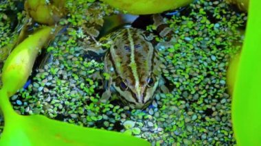 Pelophylax ridibundus - bir kurbağa şarkı söyler, su bitkileri arasındaki bir gölde hava keselerini şişirir.