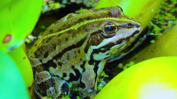 Pelophylax Ridibundus Frog Lake Aquatic Vegetation — Stock Video