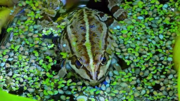 Pelofilax Ridibundus Żaba Śpiewa Pompując Poduszki Powietrzne Jeziorze Wśród Roślinności — Wideo stockowe