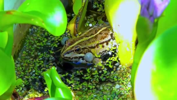 Pelophylax Ridibundus Frog Sings Inflating Air Sacs Lake Aquatic Vegetation — Stock Video
