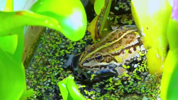 Pelophylax Ridibundus Žába Zpívá Nafukovací Vzduchové Vaky Jezeře Mezi Vodní — Stock video