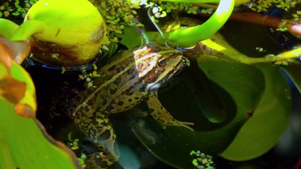 水生植物 青蛙歌唱 在湖中的水生植物中吹气囊 — 图库视频影像