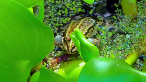 水生植物 青蛙歌唱 在湖中的水生植物中吹气囊 — 图库视频影像