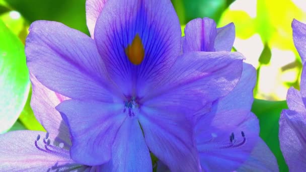 Крупним Планом Квітка Eichhornia Водяні Гіацинти Eichhornia Azurea Ніжно Фіолетова — стокове відео