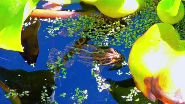 ペロフィーラックスリバウンドス カエルが歌い 水生植物の間の湖にエアソークを膨らませる — ストック動画