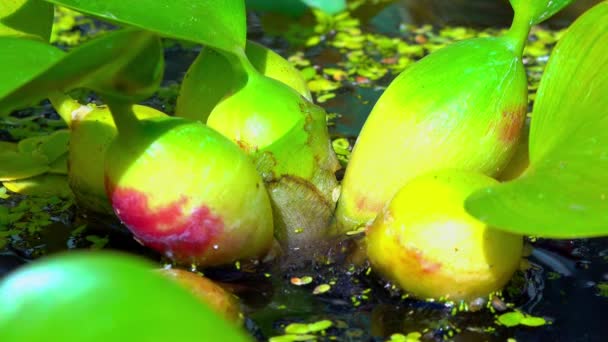 Eichhornia Azurea Espessamento Folhas Com Células Segurando Planta Superfície Água — Vídeo de Stock